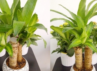 5 loại cây phong thủy trồng trong nhà để mang lại may mắn